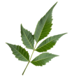 hero leaf 3