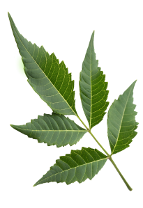 hero leaf 2
