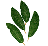 leafs