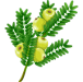 leafs